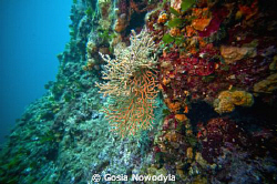 A small but beautiful gorgonia. by Gosia Nowodyla 